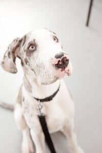 Clinical - Great dane puppy