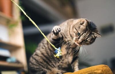 Tabby cat playing with cat toy in an apartment.