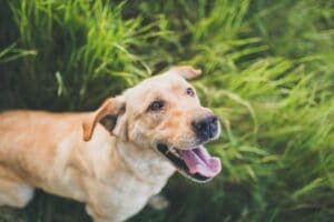 Portrait of happy yellow labrador on grass