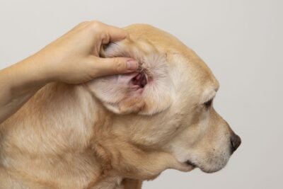 dermatology - stock image