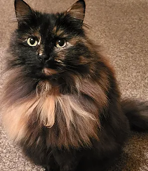 cat-fixed-by-vets-scotland