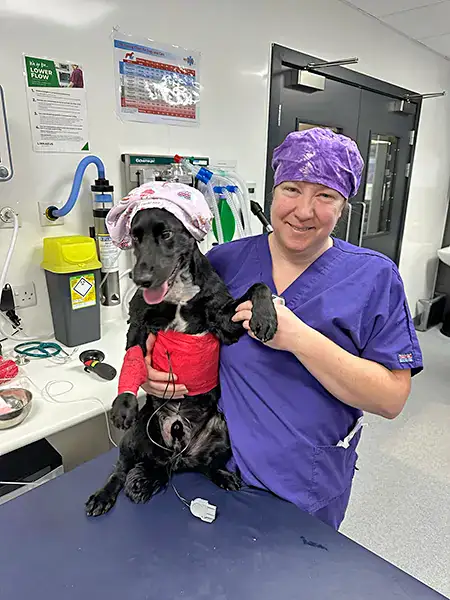 Six-year-old cocker spaniel Dougal has been successfully treated by Veterinary Specialists Scotland after being hit by a car