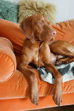 Fred relaxing on a sofa