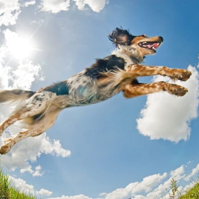 Mix breed dog caught in the middle of a jump. Please note: there's a bit of motion blur on the front.